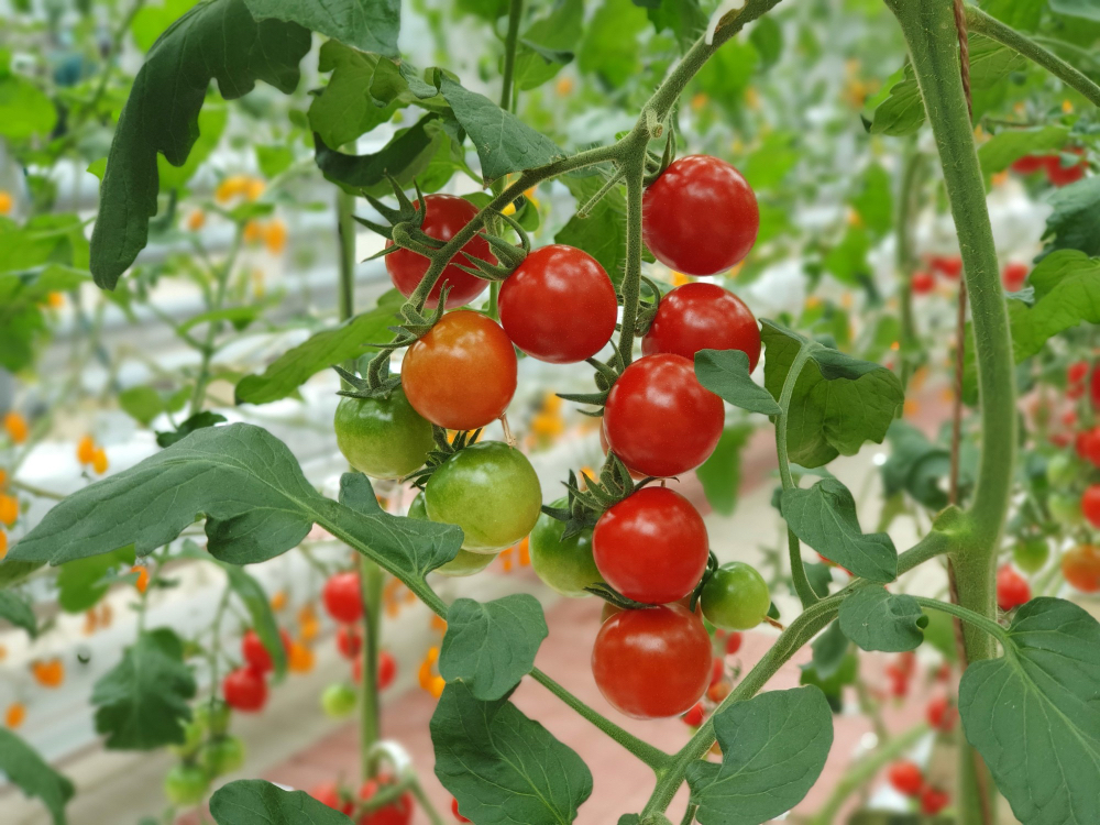 Tomato Improvement